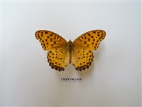 藏品(斐豹蛺蝶)的圖片